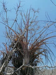 Tillandsia huamelulaensis