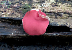 Phillipsia subpurpurea