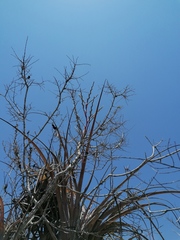 Tillandsia huamelulaensis
