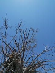Tillandsia huamelulaensis