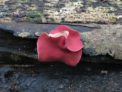 Phillipsia subpurpurea