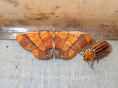 Melinodes detersaria