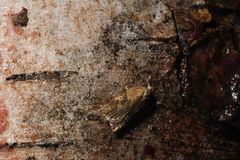Acleris stadiana