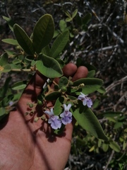 Vitex mollis