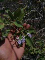 Vitex mollis