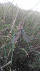 Lestes undulatus