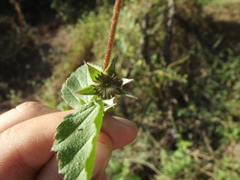 Malvastrum bicuspidatum