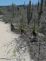 Agave karwinskii