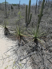 Agave karwinskii