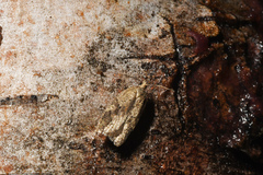 Acleris stadiana