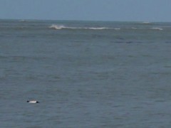 Cephalorhynchus commersonii