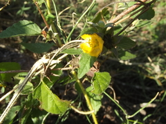 Malvastrum bicuspidatum