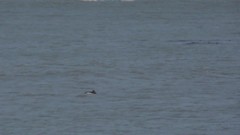 Cephalorhynchus commersonii