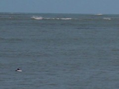 Cephalorhynchus commersonii