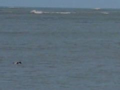 Cephalorhynchus commersonii
