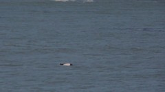 Cephalorhynchus commersonii