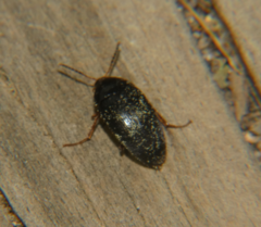 Eustrophinae