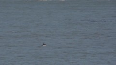 Cephalorhynchus commersonii