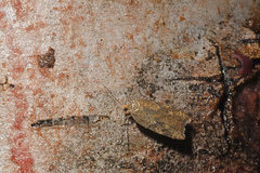 Acleris stadiana