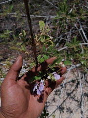 Vitex mollis