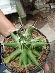 Mammillaria longimamma