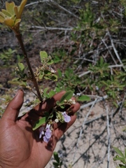 Vitex mollis