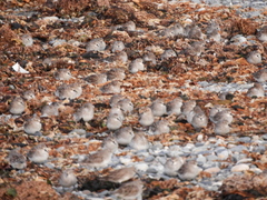 Calidris fuscicollis