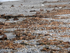 Calidris fuscicollis