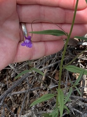 Neogaerrhinum strictum