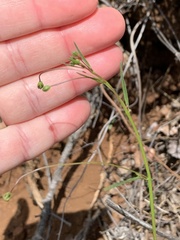 Neogaerrhinum strictum