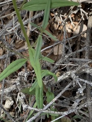 Neogaerrhinum strictum