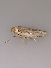 Sordana sordida