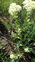 Neogaerrhinum strictum