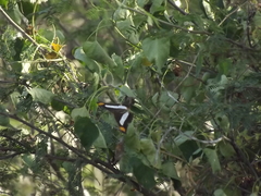 Adelpha iphicleola iphicleola