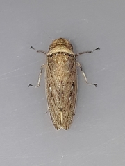 Sordana sordida