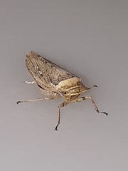 Sordana sordida
