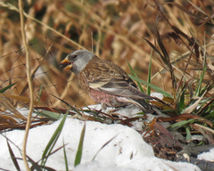Leucosticte tephrocotis littoralis