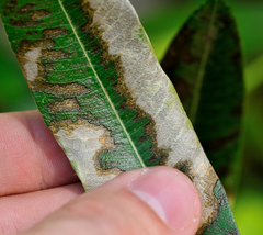 Xylella fastidiosa