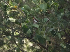 Adelpha iphicleola iphicleola