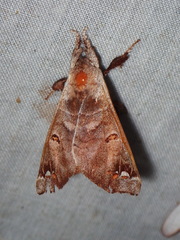 Pantelodes maranhensis