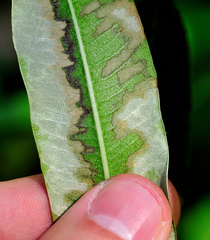Xylella fastidiosa