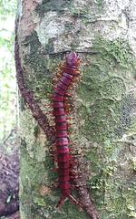 Scolopendra viridicornis