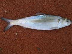 Alosa chrysochloris