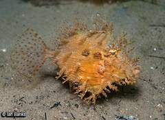 Chaetodermis penicilligerus