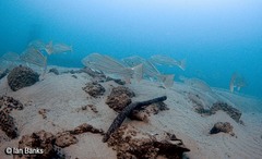 Argyrosomus japonicus
