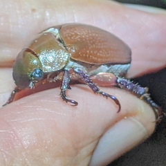 Anoplostethus roseus