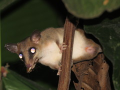 Didelphinae