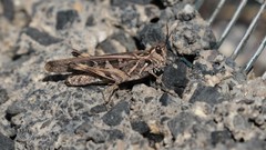 Oedaleus abruptus