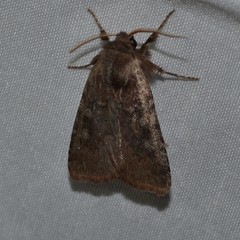 Cerastis tenebrifera