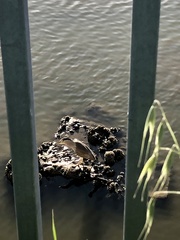 Nycticorax nycticorax